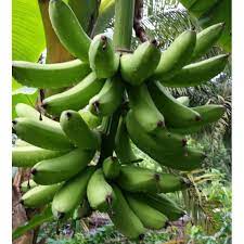 Pembayaran mudah, pengiriman cepat & bisa cicil 0%. Anak Benih Pisang Raja Talun Toman Shopee Malaysia