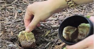 Sie Vergrabt Teebeutel In Ihrem Garten Einige Zeit Spater Wow Gemuseanbau In Kubeln Teebeutel Biologischer Anbau