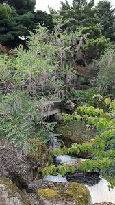 Image result for Indigofera zenkeri