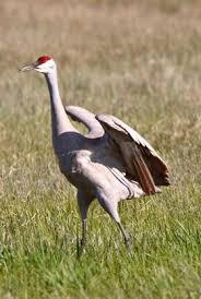 While many know the camel humps are a major adaptation of a animal that helps them be suited for a desert environment. Animal Adaptations Facts Science Trek Idaho Public Television