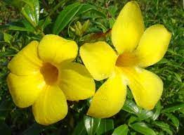 Check spelling or type a new query. Allamanda Bush Dwarf Florida Nursery Mart