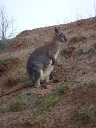 Wallabies are members of the kangaroo clan found primarily in australia and on nearby islands. Wallaby Animal Facts Macropus Az Animals