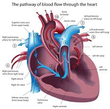 Many people experience turbulent flow at some however, heart murmurs can also indicate serious conditions such as a tight or leaky heart valve or congenital heart problems. Heart Murmur In Dogs And Cats Innocent And Pathologic