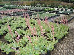 Some items have to come from other yards in nearby cities, so special orders could take a few days for transfer. West Covina Wholesale Nursery 5297 Shoreline Dr Santa Barbara Ca Nurseries Mapquest