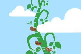 Beanstalk Decal Growth Chart Decal Jack And The Beanstalk