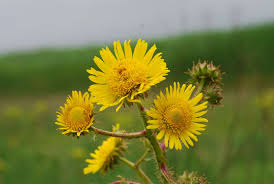 Image result for Berkheya setifera