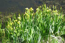 Image result for Iris pseudacorus