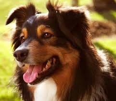 The family i have now tells me that i am a true cutie and any family would be lucky to have me. Untrained Dog Saves Child Life By Acting As Hypo Alert Dog Shepherd Dog Breeds Australian Shepherd Dogs English Shepherd