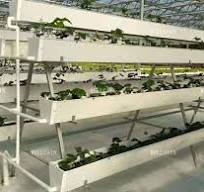 Greenhouse Growing Troughs,Strawberry Growing Troughs ...
