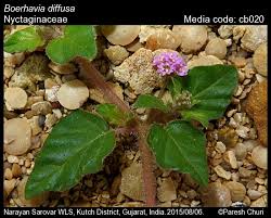 Image result for Boerhavia diffusa