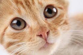 Over 287,746 cute cat pictures to choose from, with no signup needed. Cute Cat Picture Free Stock Photos Download 2 279 Free Stock Photos For Commercial Use Format Hd High Resolution Jpg Images