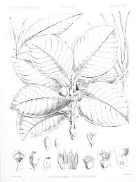 Image result for Pyrostria