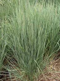 Image result for Schizachyrium jeffreysii