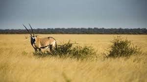 Central Kalahari Game Reserve