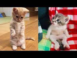 Baby Cats Cute And Funny Cat Videos Compilation 17 Aww Animals Youtube Baby Cats Funny Cat Videos Cute Cat Gif