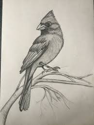 Here presented 55+ pencil shading drawing images for free to download, print or share. My Cardinal Bird Watercolor Paintings Bird Drawings Animal Drawings