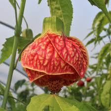 Image result for Abutilon rehmannii