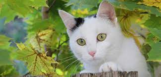Denn der geruch des urins zieht in der regel weitere katzen an. Fremde Katzen Im Garten So Konnen Sie Sich Wehren