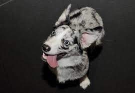 Adorable Pictures Of Corgi Cross Bred Dogs Corgi Australian Shepherd Mix Corgi Cross Corgi Cross Breeds