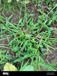 Image result for Digitaria nitens