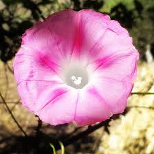 Image result for Ipomoea kituiensis