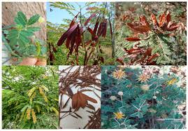 Image result for Fabaceae subfamily Mimosoideae