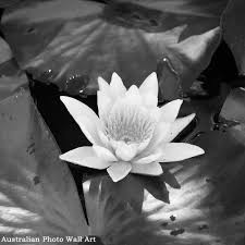 Black And White Framed Prints Australia White Lilly Art Photo Prints Photo Wall Art Photography Print