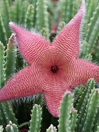When they do bloom, these flowering cactus are always showy and are impressively large in comparison to the size of the plant. Pin On Succulents