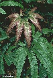 Image result for Adiantum hispidulum