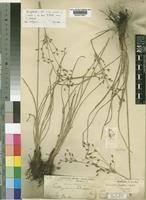 Image result for Fimbristylis scabrida