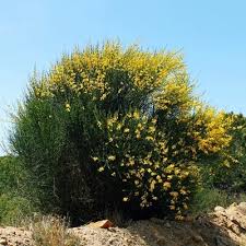 Image result for Aptosimum junceum