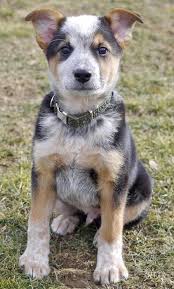 Australian Cattle Dog And Lab Mix Water Sky Aussie Cattle Dog Austrailian Cattle Dog Cattle Dog