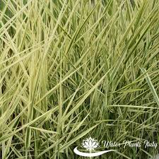 Image result for Phragmites karka