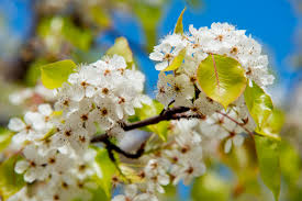 The flowering pear tree is often used by home owners to plant in rows to border homes and road entrances. Bloom Alert The Wild White Confetti Of The Evergreen Pear Tree The Horticult