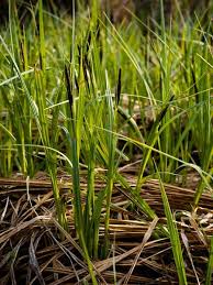 Image result for Carex lycurus
