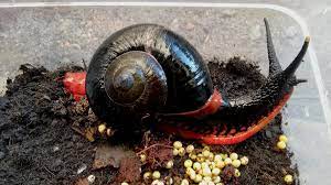 fr < walloon caracoll, lit., snail shell < sp caracol < catalan caragol < fr escargot, snail a half turn to the right or left made by a horse with a. El Sorprendente Y Extrano Caracol De Fuego Un Molusco De Tierra Negro Y Rojo Que Solo Vive En Una Zona De Malasia