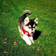 Alaskan malamute mixes tend to be large, powerful and energetic dogs that do best in sizable spaces allowing them to roam freely and burn off their energy. Colorado Springs Malamutes Alaskan Malamute Breeder Colorado Springs Colorado