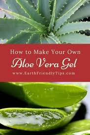 Can you trim aloe plants? How To Make Aloe Vera Gel Earth Friendly Tips