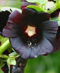 Hollyhock Black Knight Hollyhock Flowers Perennials Black Flowers