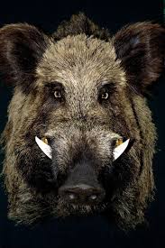 Boars are omnivorous wild pigs. Wild Boar In Black Background Aff Boar Wild Background Black Ad Wild Boar Wild Boar Image Wild Boar Hunting