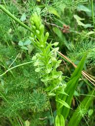 Image result for Habenaria galactantha