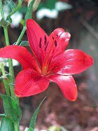 Red Lily Lily Flower Red Lily Beautiful Flowers