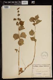 Image result for Triumfetta pentandra