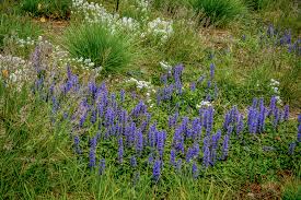 Image result for Ajuga