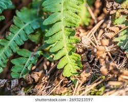 Image result for Polypodiaceae