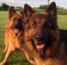 6 Best German Shepherd Breeders In Michigan 2022 We Love Doodles