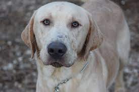 Quality breeder of silver, charcoal and snow white labrador. Pets For Adoption At Southeast Texas Labrador Retriever Rescue In Houston Tx Petfinder