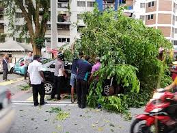 Check spelling or type a new query. Banturaz Media Salam Min Pokok Besar Tumbang Dekat Facebook