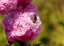 Image result for mandloň trojlaločná