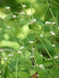 Alternanthera sessilis (ponnanganni) is an erect, ascending, or creeping perennial herb. Alternanthera Sessilis Wikipedia
